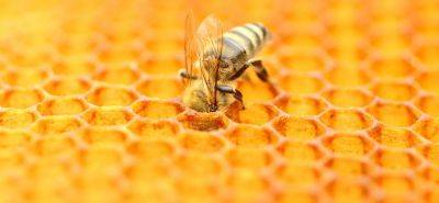 Choose Your Honey Wisely