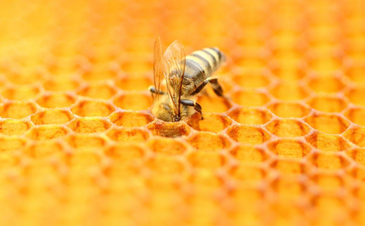 Choose Your Honey Wisely