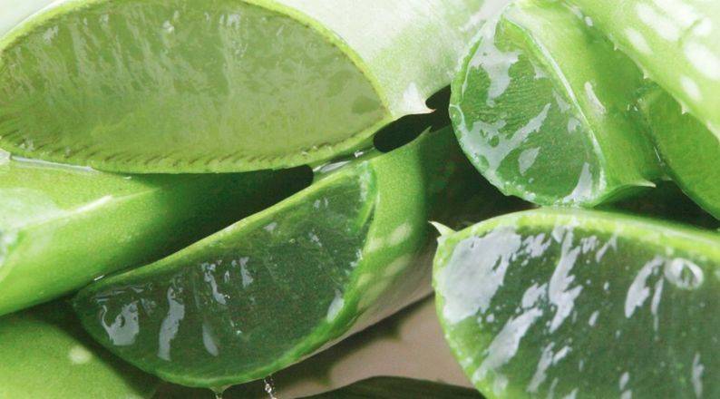 Reasons To Use Aloe Vera On Your Face, Skin & Hair