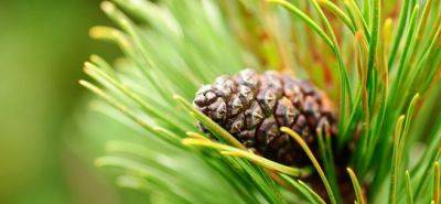 Pine Bark Extract Health Benefits