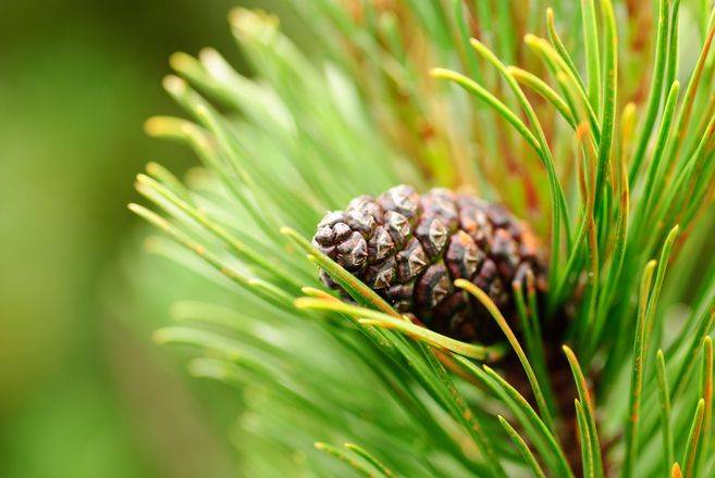 Pine Bark Extract Health Benefits