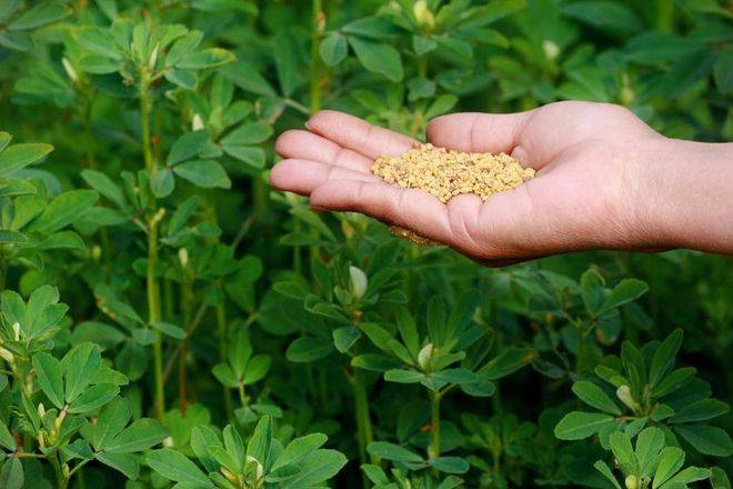 Fenugreek: Improves Digestive Problems