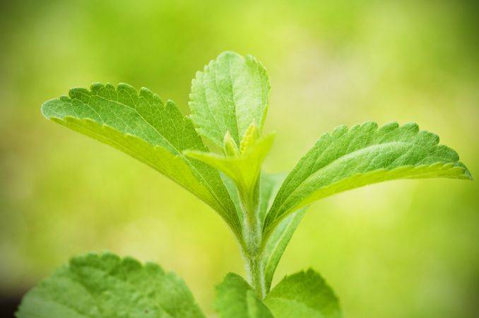 STEVIA: The natural sweetener that helps control obesity