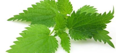 Health Benefits Of Nettle Leaf