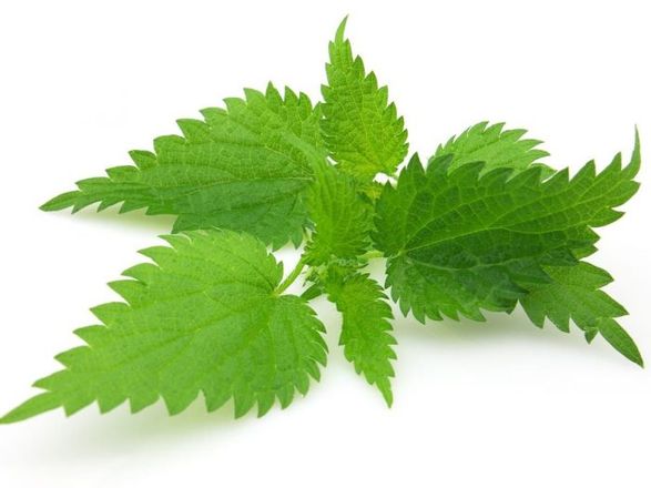 Health Benefits Of Nettle Leaf