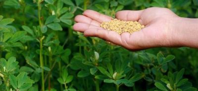 Fenugreek: Improves Digestive Problems