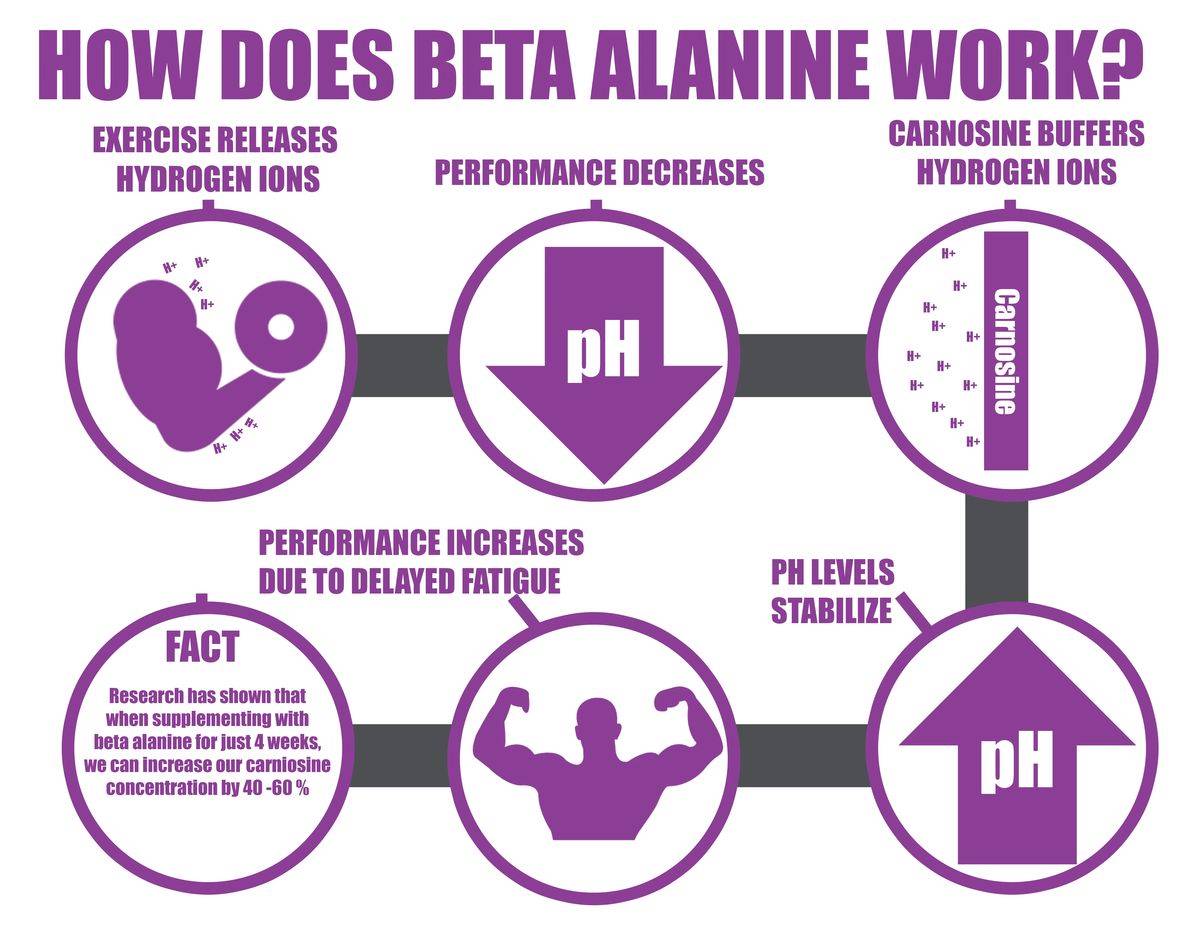 Beta Alanine: Carnosine Synthesizer – Antioxidant & Muscular